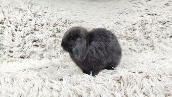 Zakrslý beránek, králíček, králík - BIBI - 5