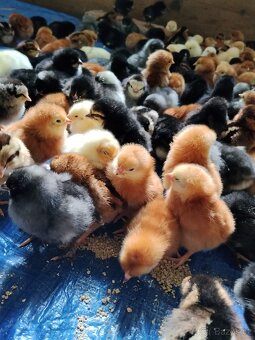 Nosnice 12 týdnů -objednávky - 5