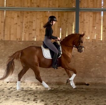 Sleva 5letý valach - 5