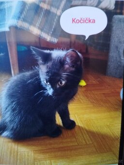 Koťátka - 5