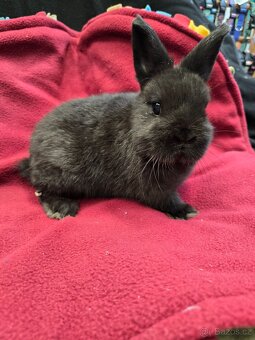 Mláďata zakrslých králíků - 5