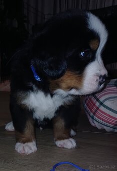 BERNSKÝ SALAŠNICKÝ -  ZIMNÍ EDICE ❄️ (BSP) - 5