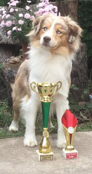 Miniaturní americký ovčák- pejsek s PP v barvě - 5