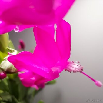 Schlumbergera - Vánoční kaktus (řízky) - 5
