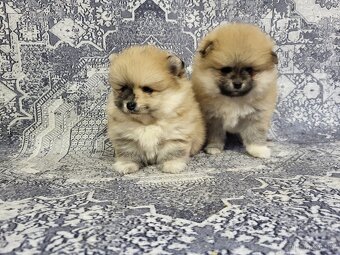 Trpasličí špic pomeranian - 5