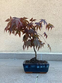 Bonsai, Bonsaj, japonský javor, skalky - 5