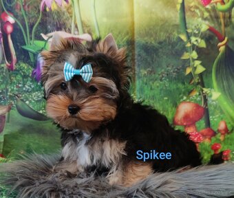 Jork, york, yorkshire, biewer merle s PP - - 5