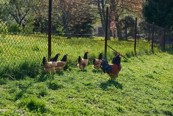 Forverka a Marans kuřata - 5