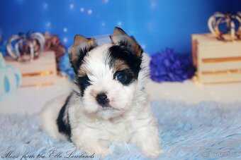 biewer terier s PP jorkšírský - 5