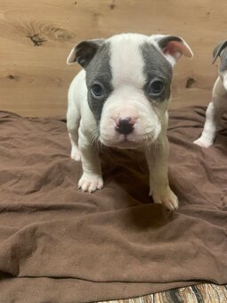 Americký stafordšírsky teriér - 5