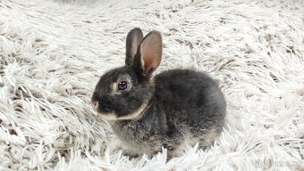 Zakrslý králík, králíček -(REX)-DYLAN A DAISY - 5