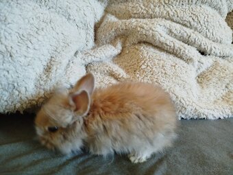 mlaďata Minilop - 5