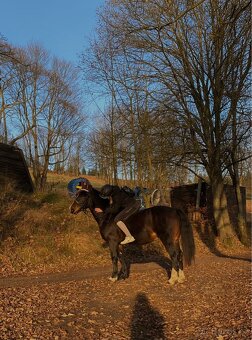 Klisna Welsh Cob D - 5