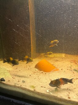TROPHEUS BEMBA RED - 5