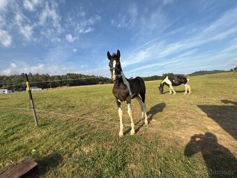 Barokní Pinto x Welsh Cob D - 5