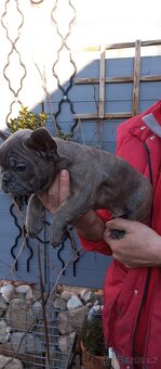 Francouzský buldoček - 5