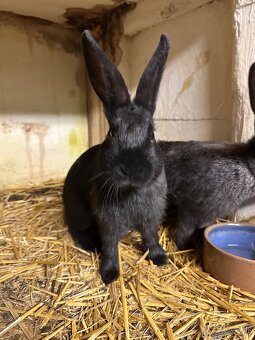 Samci králíka // samec králík - 5