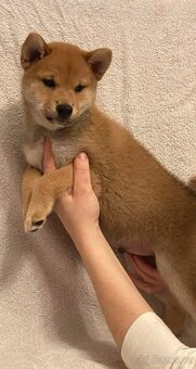 Shiba inu s PP - 5