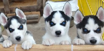 Sibiřský husky bez PP - poslední 3 kluci - 5