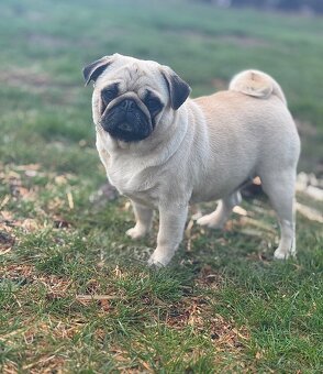 Mops - 5