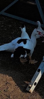 Prodám kachňata - 5