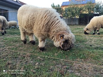 Walliserská černonosá ovce - beránek, walliser - 5