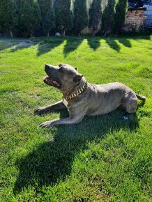 American bully Krytí - 5