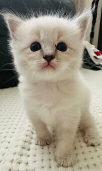 Ragdoll - 5