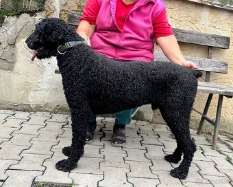 Španělský vodní pes s PP(FCI-ČMKU) - 5