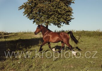 klisna Welsh pony of cob type - 5