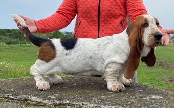 Basset Hound štěňátka s PP - 5