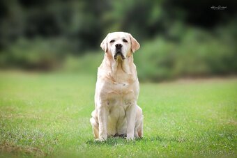 Labrador retriever s PP - Nabídka krytí - 5