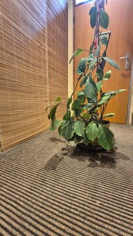 Tetrastigma voinierianum - 5