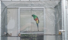 Papoušek mnohobarvý - 5