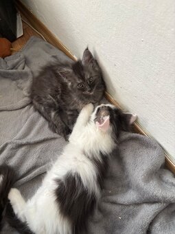 Mainská mývalí koťátka bez papírů - 5