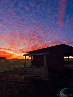 Pastevní ustájení v klidné rodinné stáji od JARA - 5