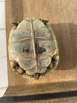 Suchozemska zelva - 5