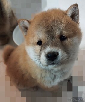 Štěňátka Shiba inu - 5
