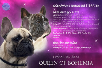 Francouzský buldoček s PP FCI - 5