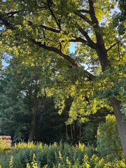 Prodám lesní pozemky v k.ú. Vlašim - 5