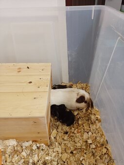 Krásná morčátka - 5