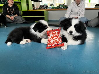 Border kolie s PP - 5