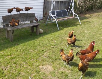 Appenzelsky chocholaci, hedvabnicka, Faverolky, Araucana - 5