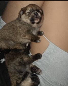 Štěňata pomeraniana - 5