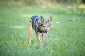 REX - energický 6ti letý kříženec Německý ovčák - 5