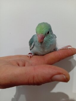 Papoušiček šedokridly - 5