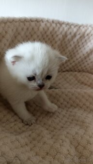 Britská kočička  s PP - 5