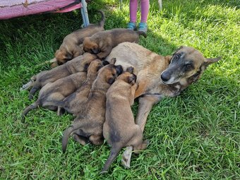 Belgický ovčák malinois - 5