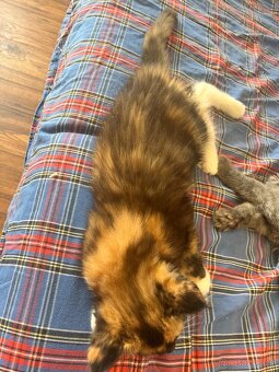 maciatka Maine coon/ mainske myvalie s PP - 5