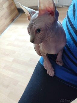 Kotě Sphynx - 5